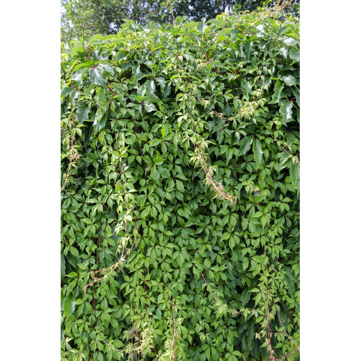 Parthenocissus Q. Var. 'Engelmannii' - Ø15Cm - ↕65Cm