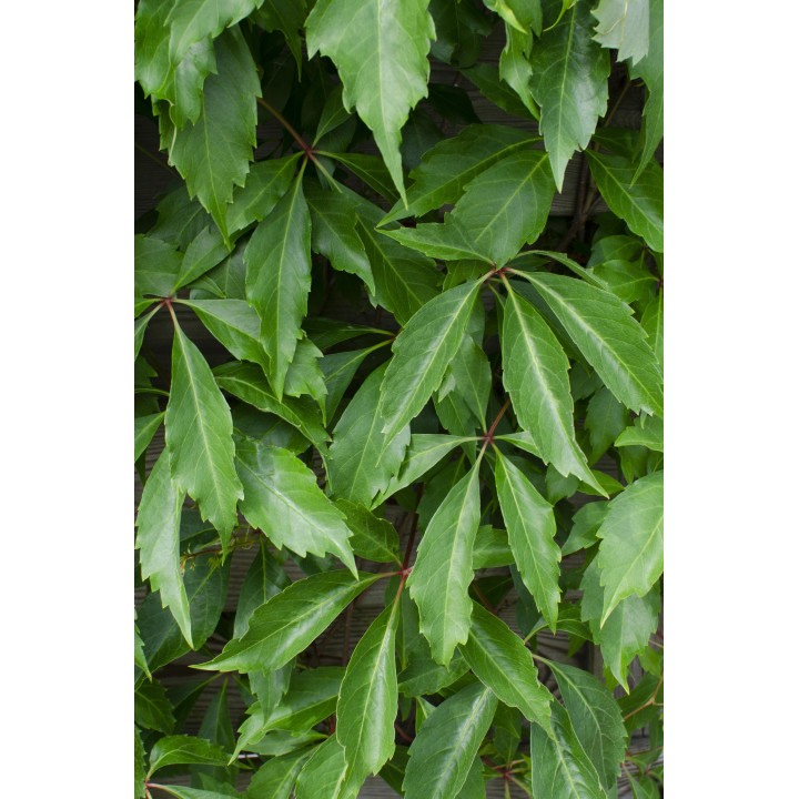 Parthenocissus Q. Var. 'Engelmannii' - Ø15Cm - ↕65Cm