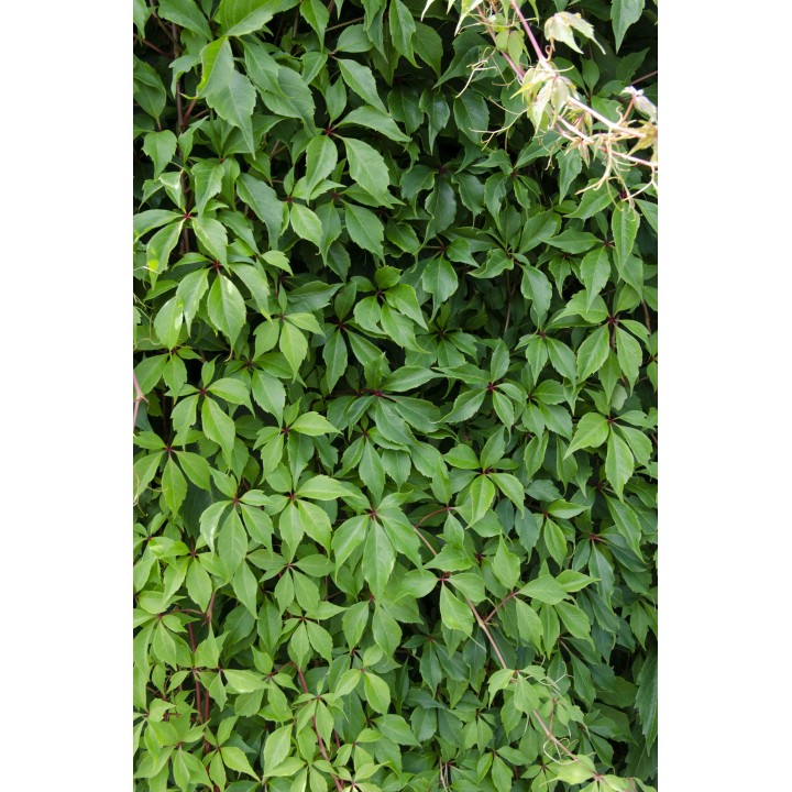Parthenocissus Q. Var. 'Engelmannii' - Ø15Cm - ↕65Cm