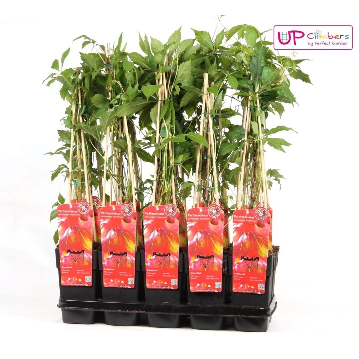Parthenocissus Q. Var. 'Engelmannii' - Ø15Cm - ↕65Cm