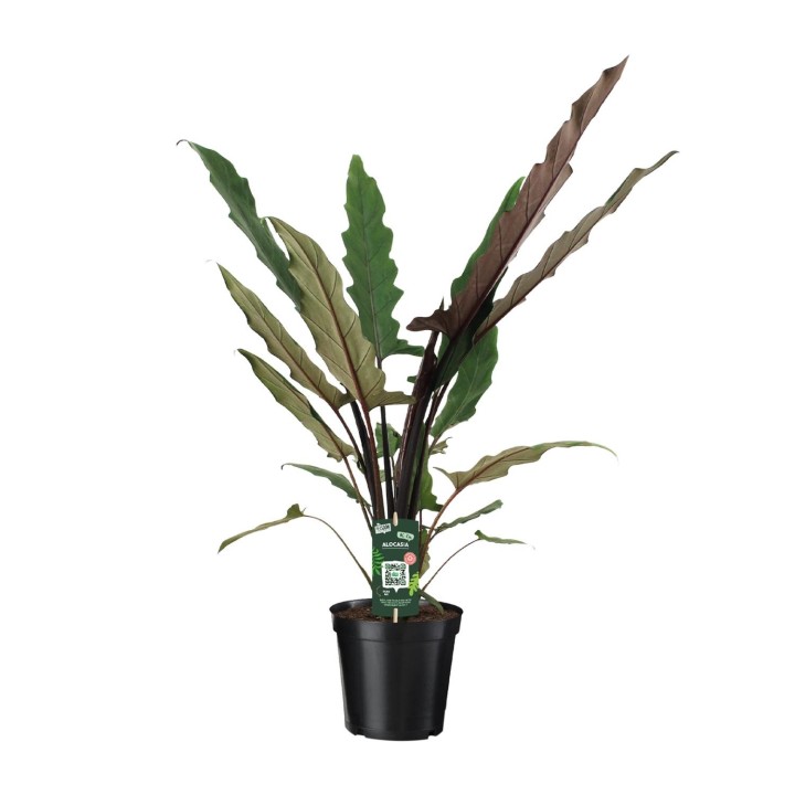 Alocasia Lauterbachiana - Ø19Cm - ↕80Cm