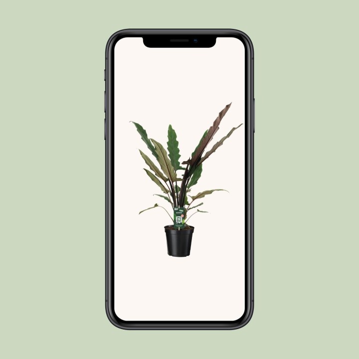 Alocasia Lauterbachiana - Ø19Cm - ↕80Cm