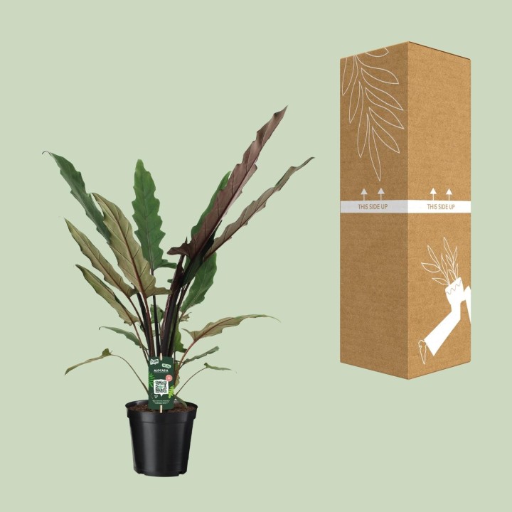 Alocasia Lauterbachiana - Ø19Cm - ↕80Cm