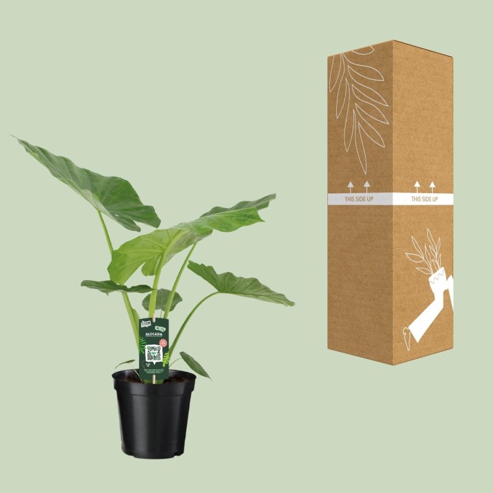 Alocasia Macrorrhiza - Ø19Cm - ↕70Cm