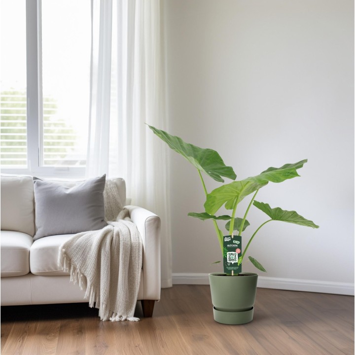 Alocasia Macrorrhiza - Ø19Cm - ↕70Cm