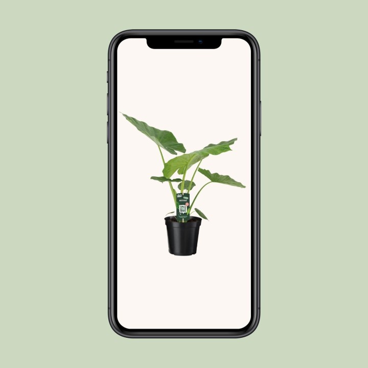 Alocasia Macrorrhiza - Ø19Cm - ↕70Cm