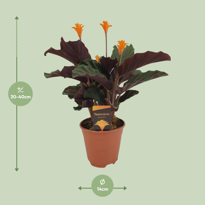 Calathea Crocata - Ø14Cm - ↕40Cm