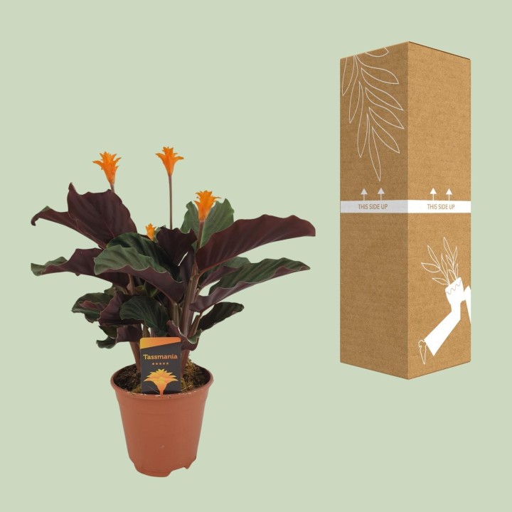 Calathea Crocata - Ø14Cm - ↕40Cm