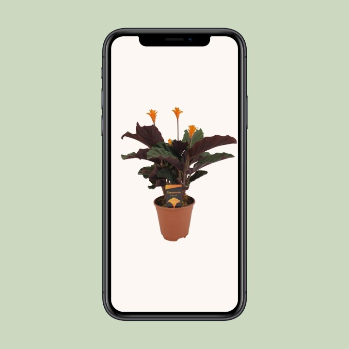 Calathea Crocata - Ø14Cm - ↕40Cm