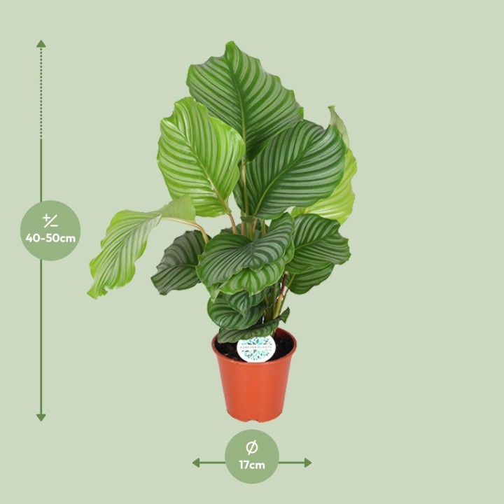 Calathea Orbifolia - Ø17Cm - ↕60Cm