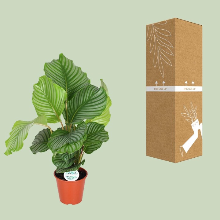 Calathea Orbifolia - Ø17Cm - ↕60Cm