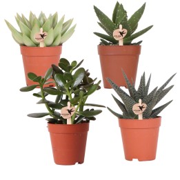 Kolibri Greens | Set Of 4 Succulents - Green Plants - Pot Size Ø9Cm