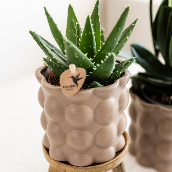 Kolibri Greens | Set Of 4 Succulents - Green Plants - Pot Size Ø9Cm
