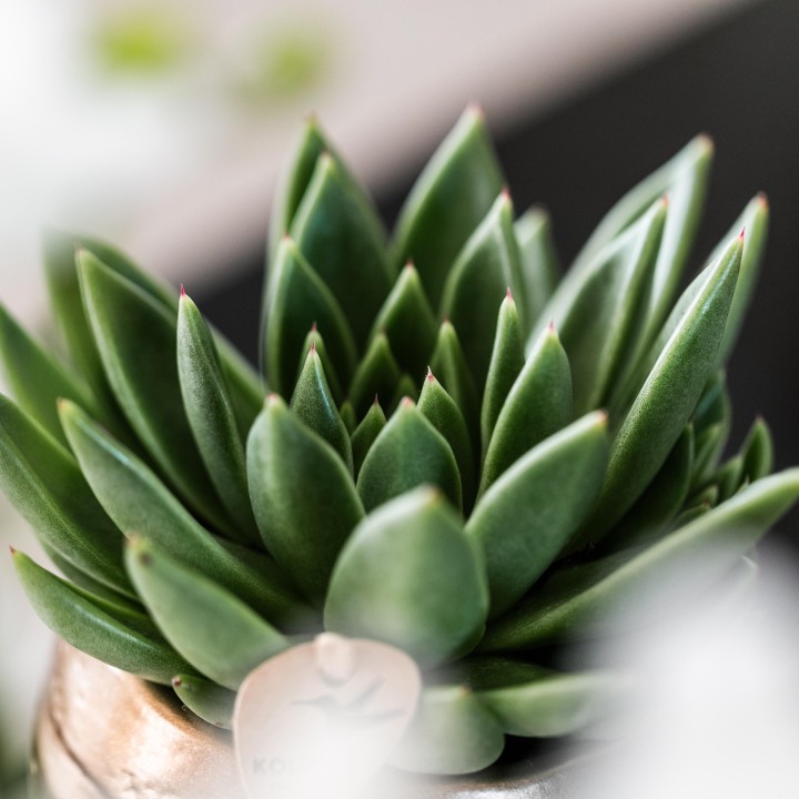 Kolibri Greens | Set Of 4 Succulents - Green Plants - Pot Size Ø9Cm