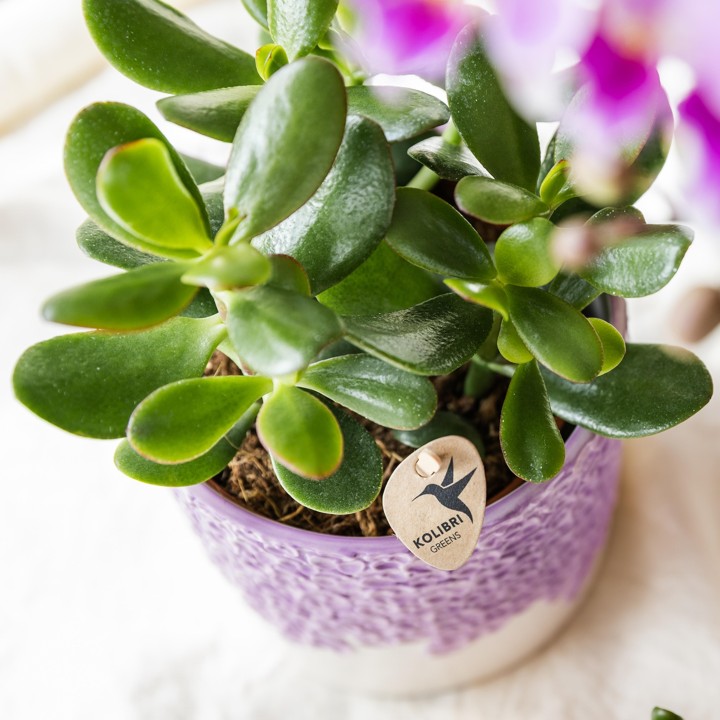 Kolibri Greens | Set Of 4 Succulents - Green Plants - Pot Size Ø9Cm