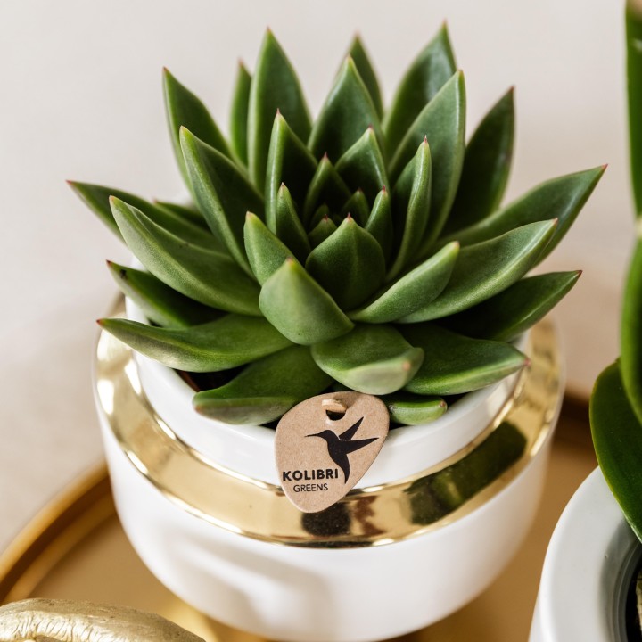 Kolibri Greens | Set Of 4 Succulents - Green Plants - Pot Size Ø9Cm