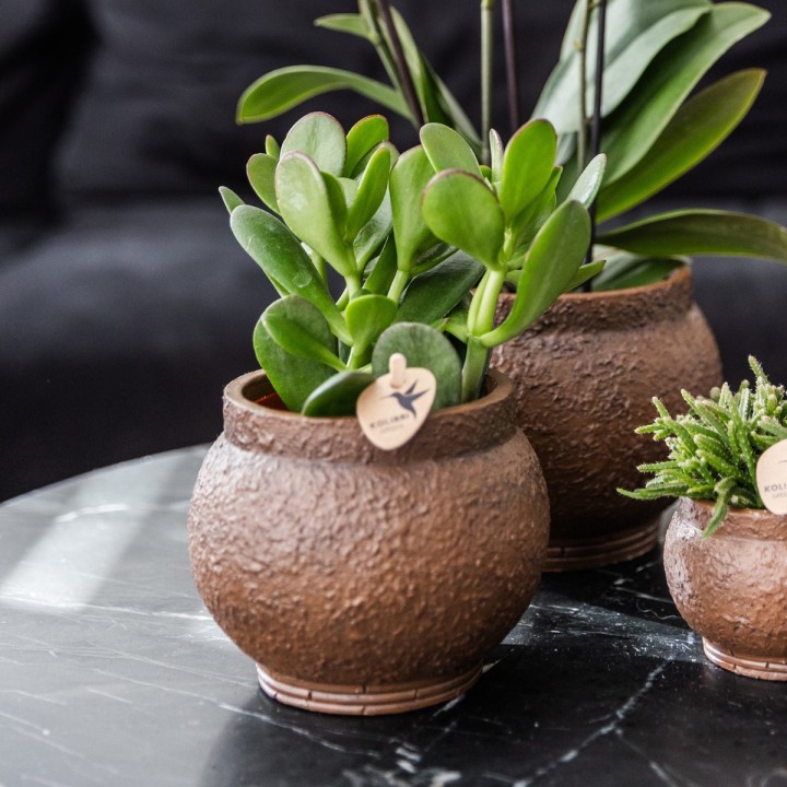Kolibri Greens | Set Of 4 Succulents - Green Plants - Pot Size Ø9Cm