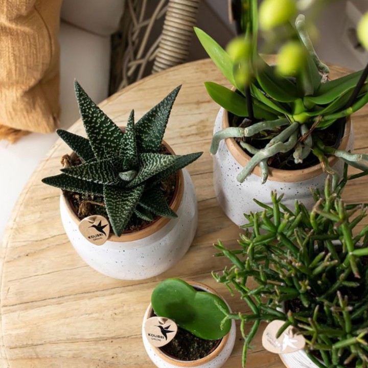 Kolibri Greens | Set Of 4 Succulents - Green Plants - Pot Size Ø9Cm