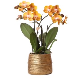 Kolibri Orchids | Orange Phalaenopsis Orchid Las Vegas In Golden Groove Ornamental Pot - Ø12Cm