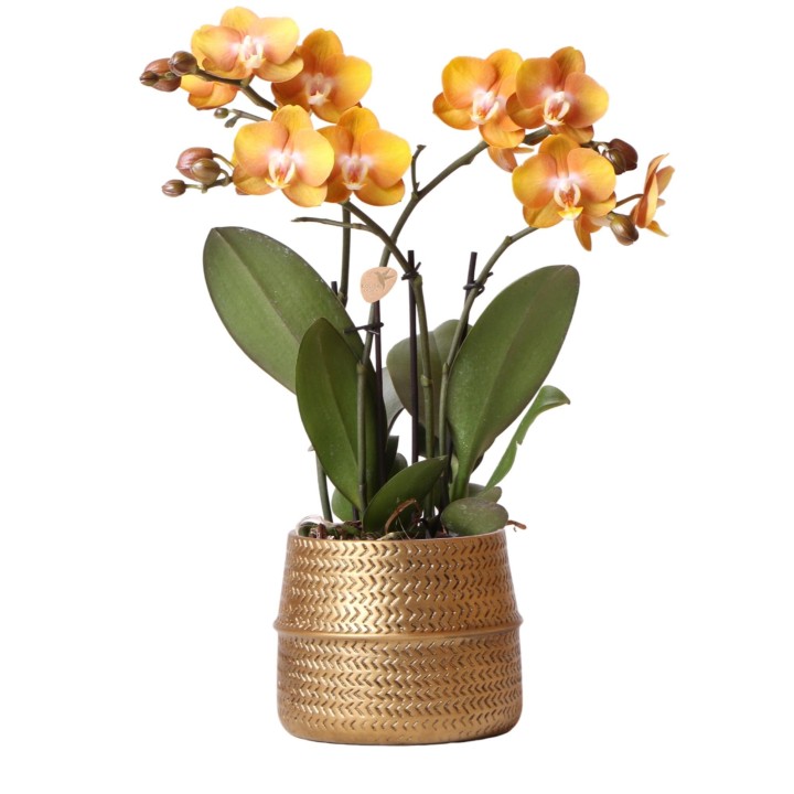 Kolibri Orchids | Orange Phalaenopsis Orchid Las Vegas In Golden Groove Ornamental Pot - Ø12Cm
