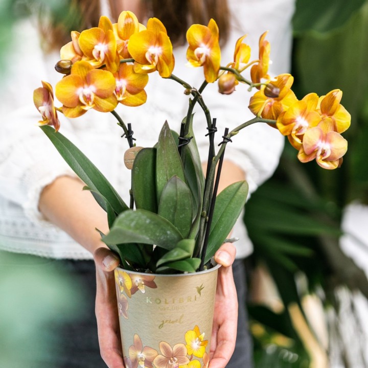 Kolibri Orchids | Orange Phalaenopsis Orchid Las Vegas In Golden Groove Ornamental Pot - Ø12Cm