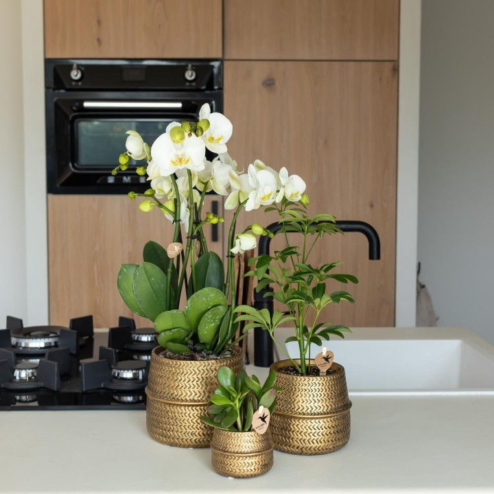 Kolibri Orchids | Orange Phalaenopsis Orchid Las Vegas In Golden Groove Ornamental Pot - Ø12Cm