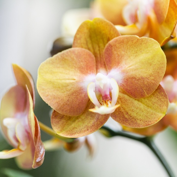 Kolibri Orchids | Orange Phalaenopsis Orchid Las Vegas In Golden Groove Ornamental Pot - Ø12Cm