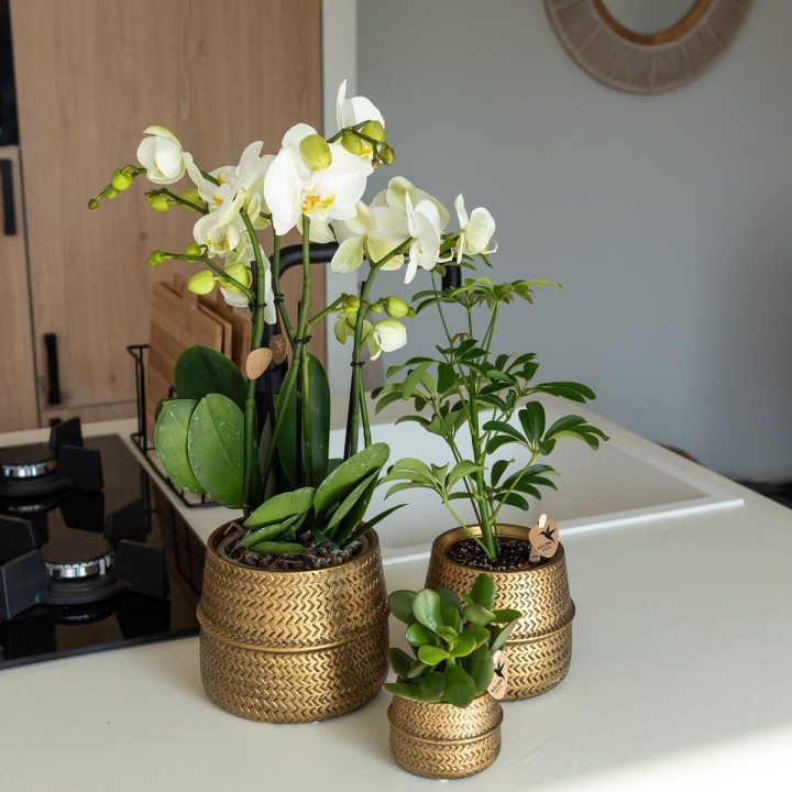 Kolibri Orchids | Orange Phalaenopsis Orchid Las Vegas In Golden Groove Ornamental Pot - Ø12Cm