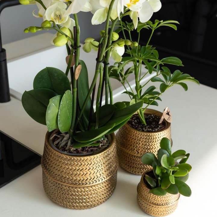 Kolibri Orchids | Orange Phalaenopsis Orchid Las Vegas In Golden Groove Ornamental Pot - Ø12Cm