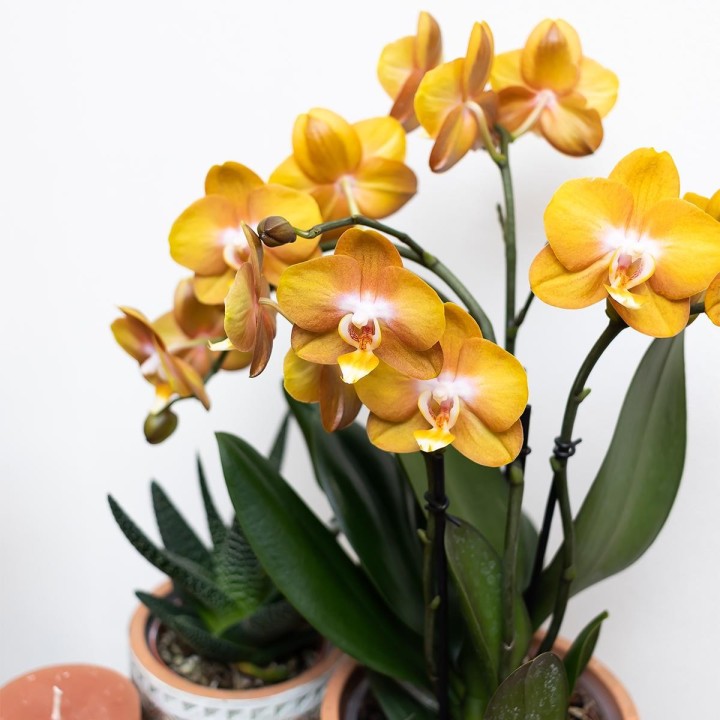 Kolibri Orchids | Orange Phalaenopsis Orchid Las Vegas In Golden Groove Ornamental Pot - Ø12Cm