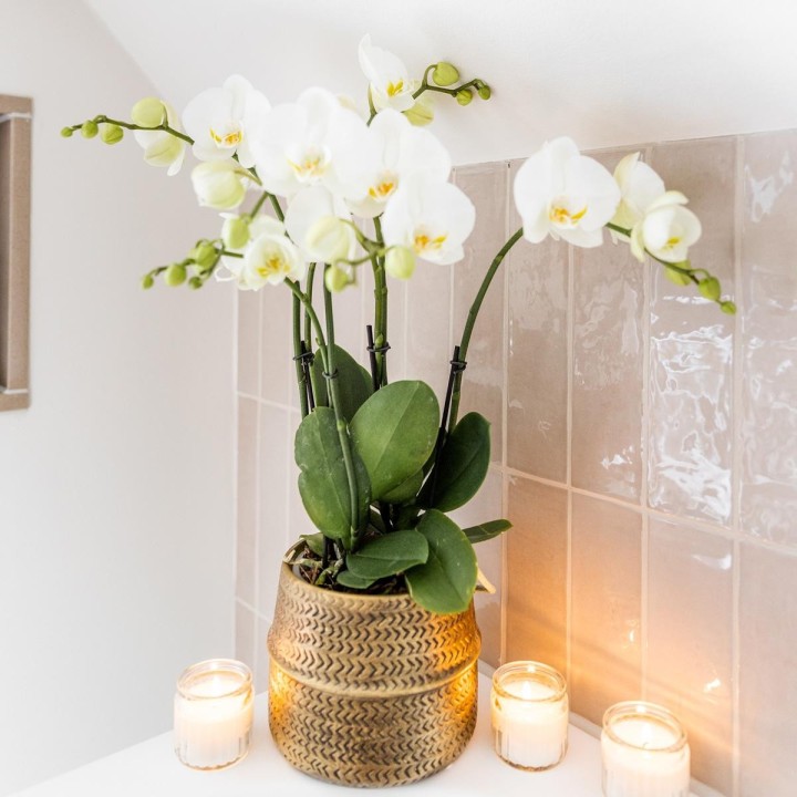 Kolibri Orchids | White Phalaenopsis Jewel Ghent Orchid In Gold Coloured Groove Ornamental Pot - Pot Size Ø12Cm