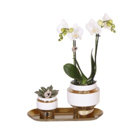 Kolibri Company - Set Of White Orchid And Succulent On Golden Tray