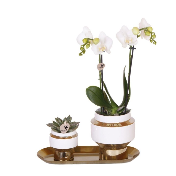 Kolibri Company - Set Of White Orchid And Succulent On Golden Tray