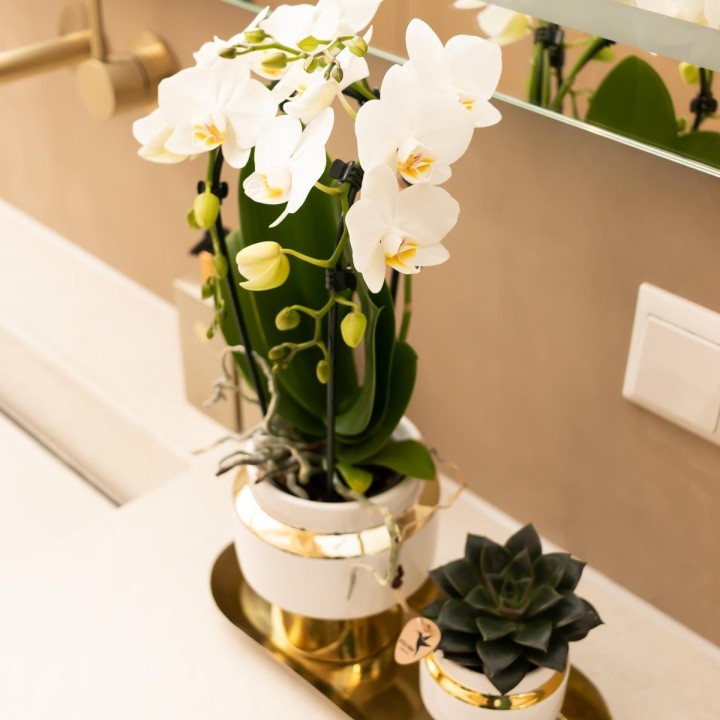 Kolibri Company - Set Of White Orchid And Succulent On Golden Tray