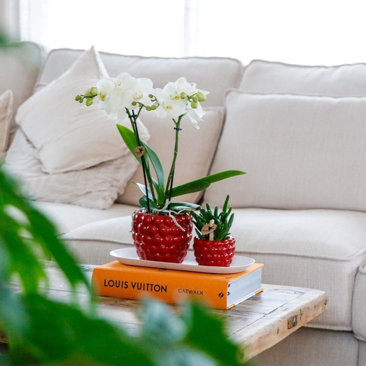 Kolibri Company - Set Of White Orchid And Rhipsalis On Bamboo Tray