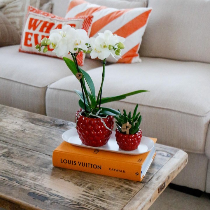 Kolibri Company - Set Of White Orchid And Rhipsalis On Bamboo Tray