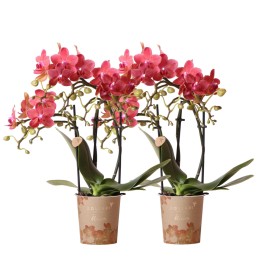 Kolibri Orchids | Combi Deal Of 2 Red Phalaenopsis Orchids - Congo - Pot Size Ø9Cm Flowering Houseplant - Fresh From The Grower