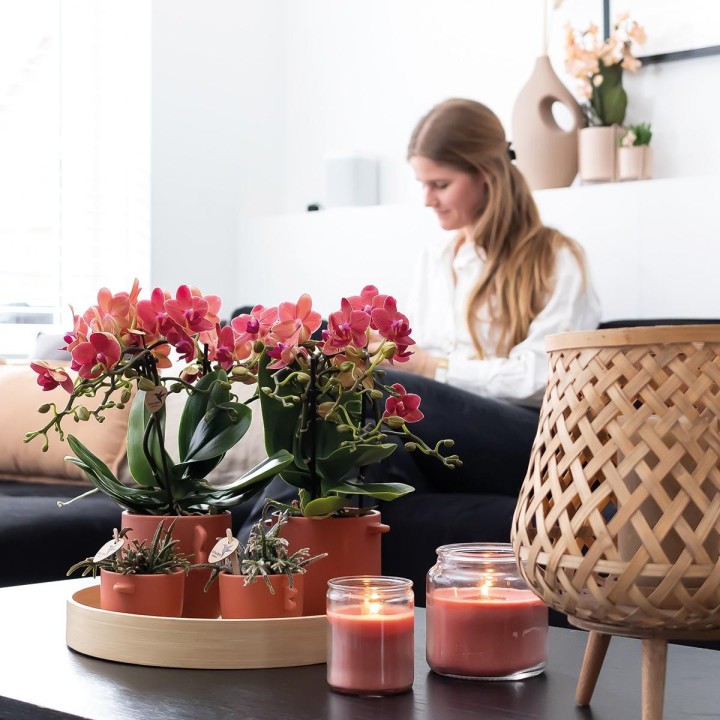 Kolibri Orchids | Combi Deal Of 2 Red Phalaenopsis Orchids - Congo - Pot Size Ø9Cm Flowering Houseplant - Fresh From The Grower