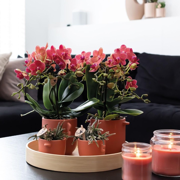 Kolibri Orchids | Combi Deal Of 2 Red Phalaenopsis Orchids - Congo - Pot Size Ø9Cm Flowering Houseplant - Fresh From The Grower
