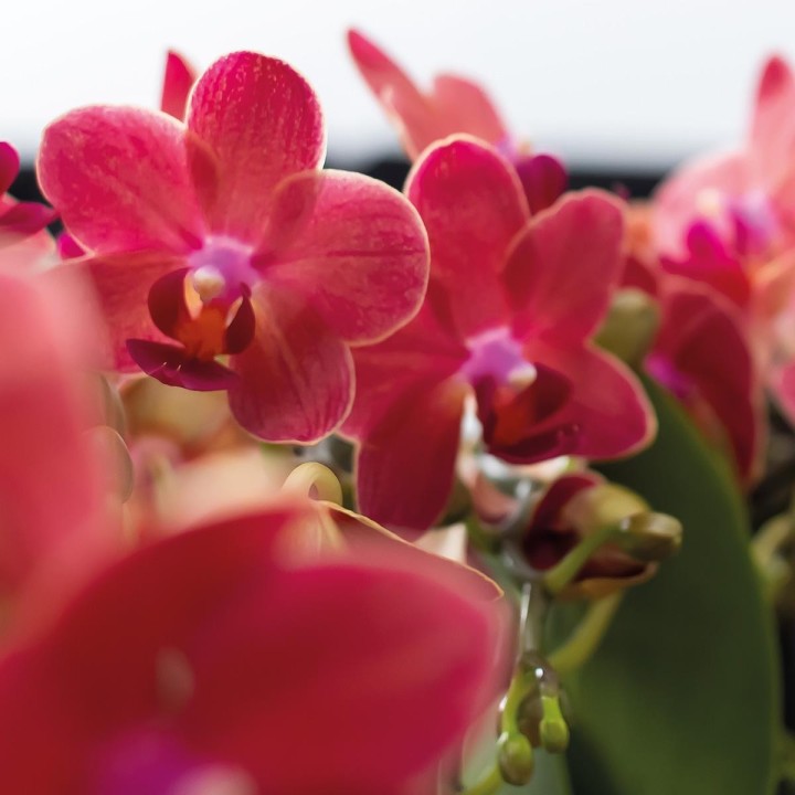 Kolibri Orchids | Combi Deal Of 2 Red Phalaenopsis Orchids - Congo - Pot Size Ø9Cm Flowering Houseplant - Fresh From The Grower