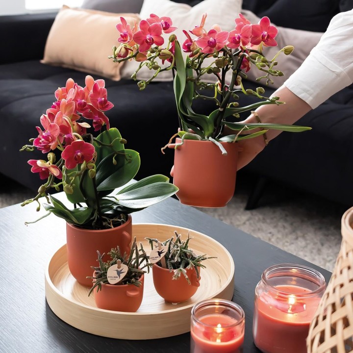 Kolibri Orchids | Combi Deal Of 2 Red Phalaenopsis Orchids - Congo - Pot Size Ø9Cm Flowering Houseplant - Fresh From The Grower