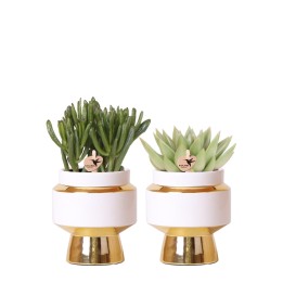 Kolibri Greens | Succulenten Set Of 2 Plants In Gold Le Chic Decorative Pots - Ceramic Pot Size Ø9Cm