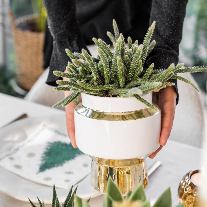 Kolibri Greens | Succulenten Set Of 2 Plants In Gold Le Chic Decorative Pots - Ceramic Pot Size Ø9Cm