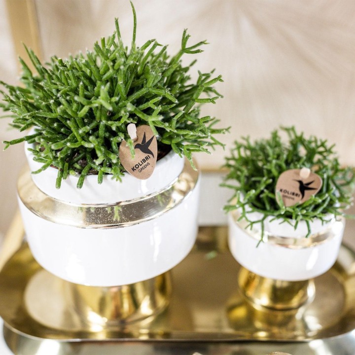 Kolibri Greens | Succulenten Set Of 2 Plants In Gold Le Chic Decorative Pots - Ceramic Pot Size Ø9Cm