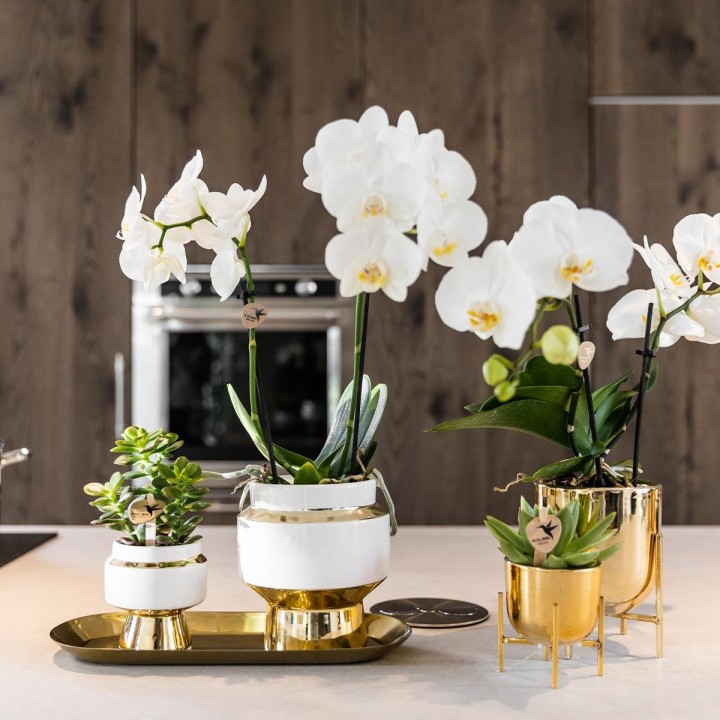 Kolibri Greens | Succulenten Set Of 2 Plants In Gold Le Chic Decorative Pots - Ceramic Pot Size Ø9Cm