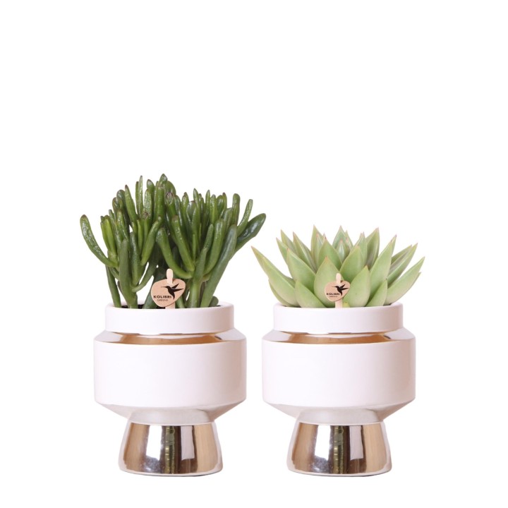 Kolibri Greens | Rhipsalis Set Of 2 Plants In Silver Le Chic Ornamental Pots - Ceramic Pot Size Ø9Cm