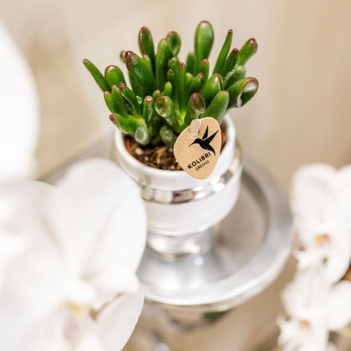 Kolibri Greens | Rhipsalis Set Of 2 Plants In Silver Le Chic Ornamental Pots - Ceramic Pot Size Ø9Cm