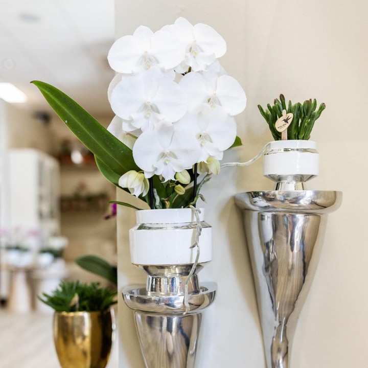 Kolibri Greens | Rhipsalis Set Of 2 Plants In Silver Le Chic Ornamental Pots - Ceramic Pot Size Ø9Cm