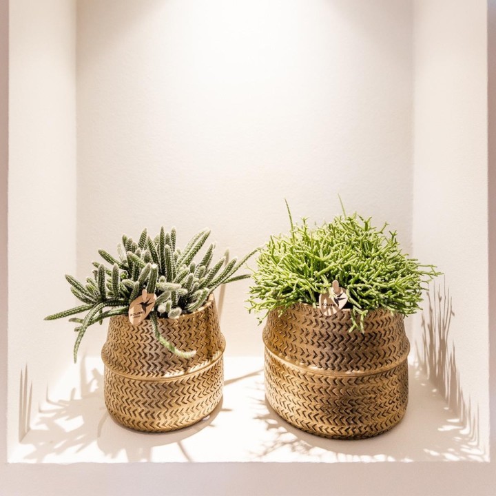Kolibri Greens | Succulents Set Of 2 Plants In Gold Groove Decorative Pots - Ceramic Pot Size Ø9Cm