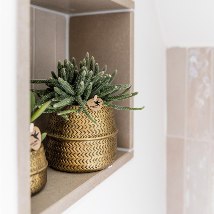 Kolibri Greens | Succulents Set Of 2 Plants In Gold Groove Decorative Pots - Ceramic Pot Size Ø9Cm